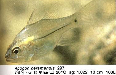 Apogon ceramensis